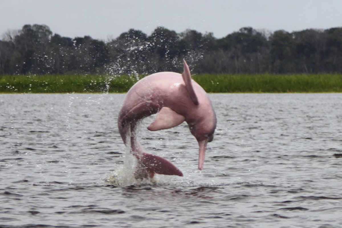 Delfines rosados, Leticia