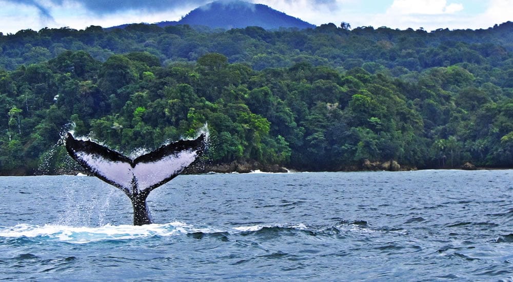 Ballenas, Pacífico
