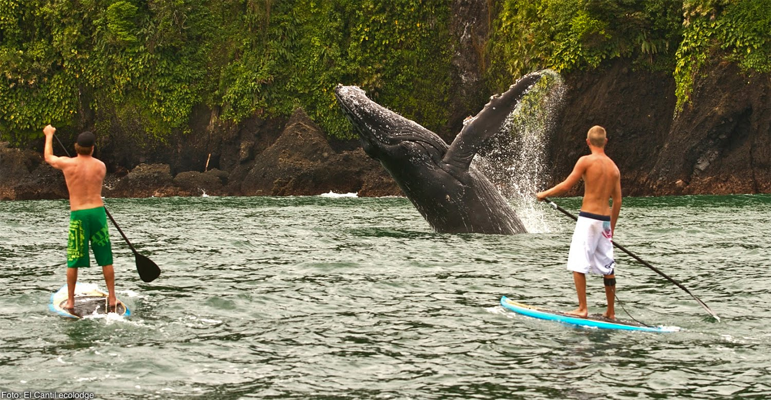Avistamiento de ballenas jorobadas