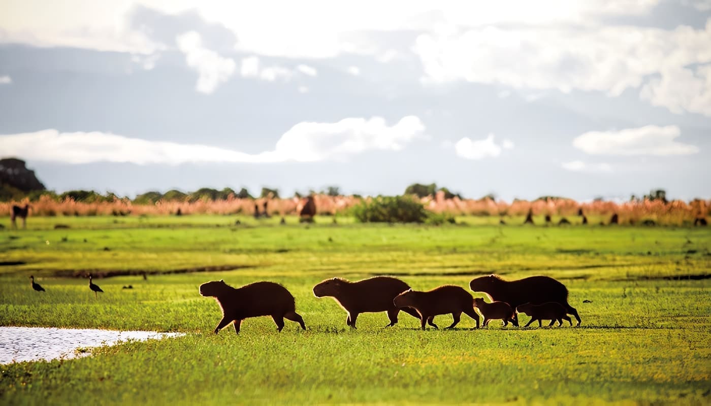 Llanos Orientales, Colombia